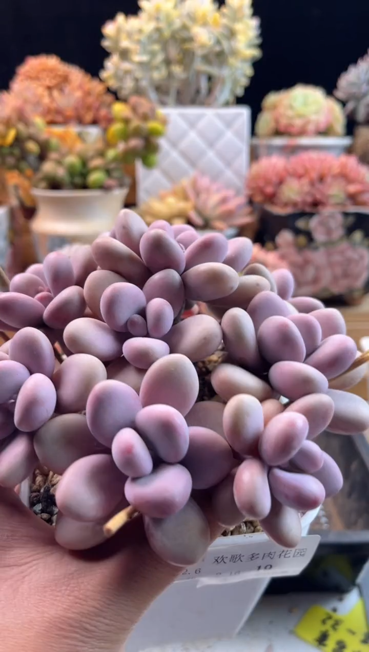 【闪购商品】2.16-44桃蛋