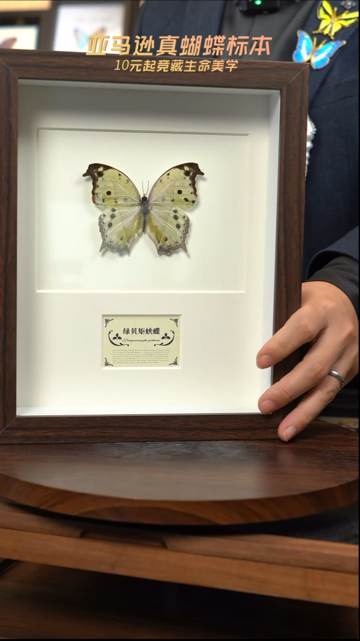 蝴蝶标本摆件竞拍绿贝矩蛱蝶d685