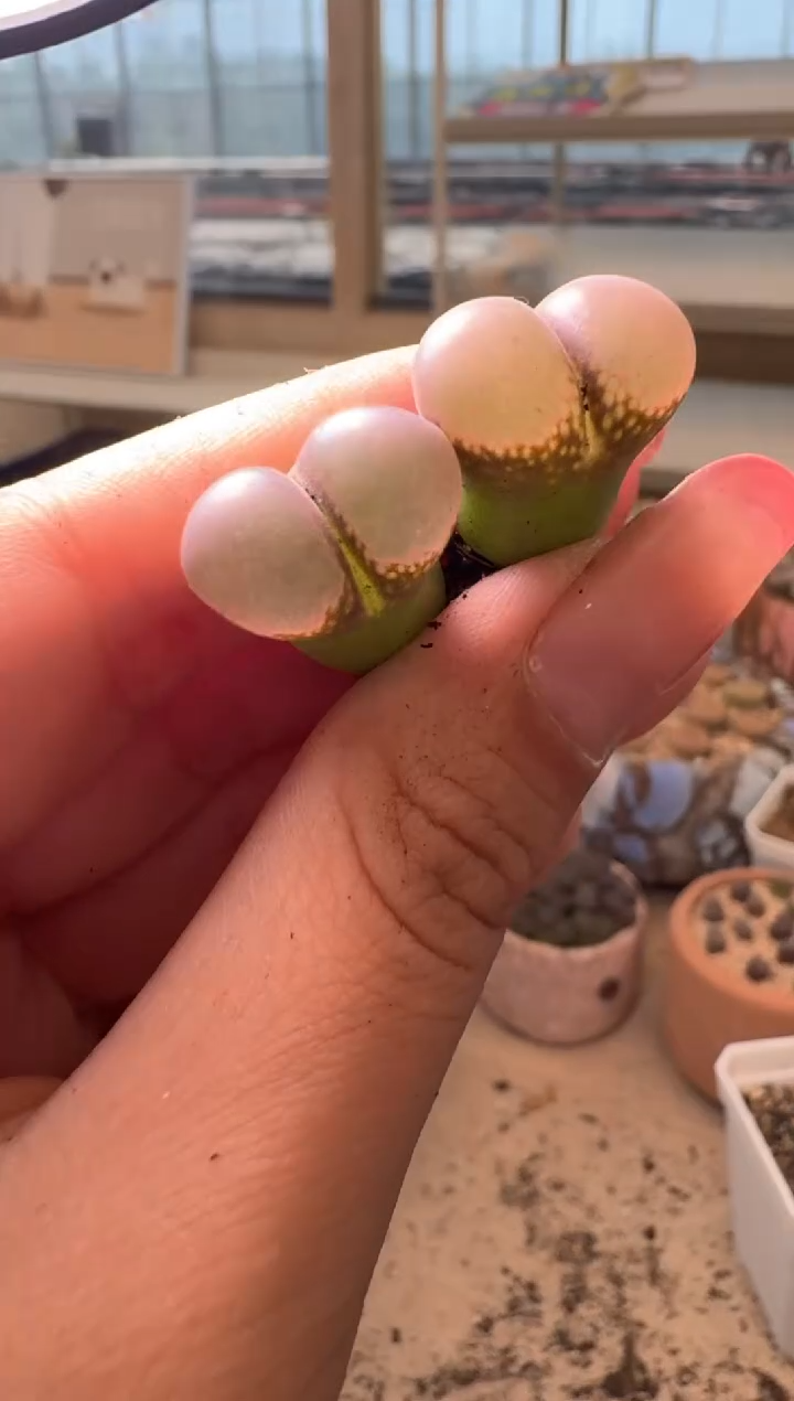 ?***同9-44多肉植物肉锥鲑鱼粉