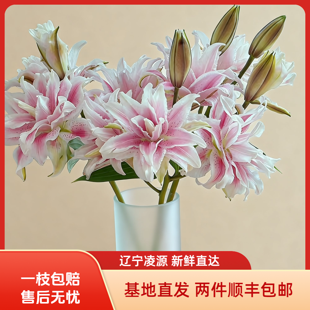 【伊莎贝拉】-重瓣百合-东北鲜花