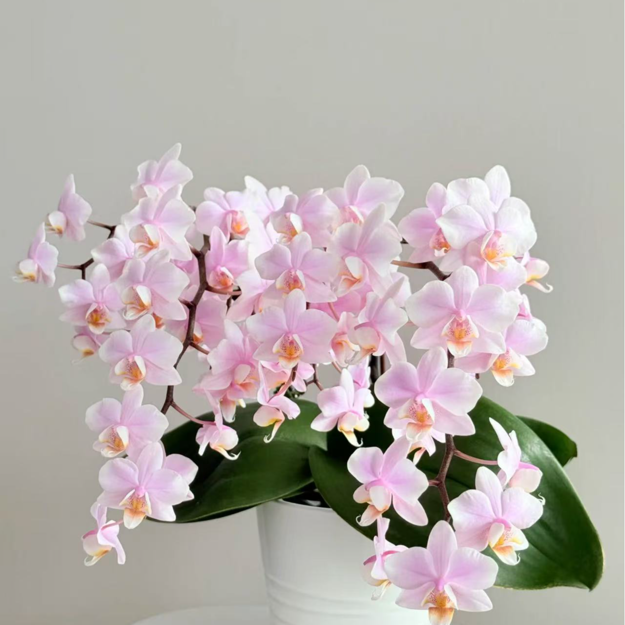 【槟榔西施3.0寸微瑕】出梗新苗 蝴蝶兰无花