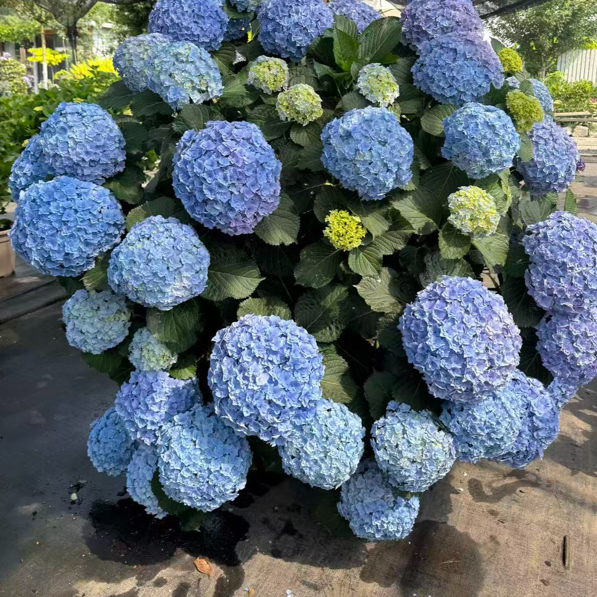 原野先生花园（ 2加仑蓝宝石皇后）春季四季养护庭院花期大花开花