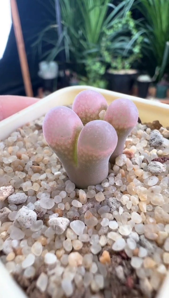 985....................