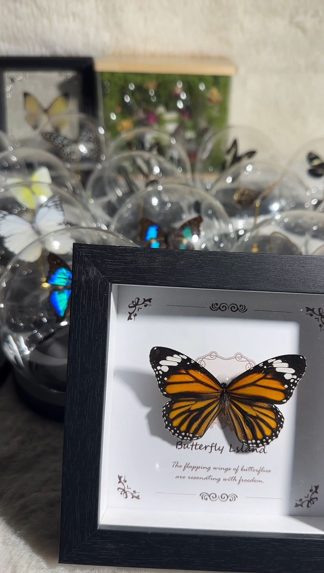 有机玻璃虎斑微瑕5寸