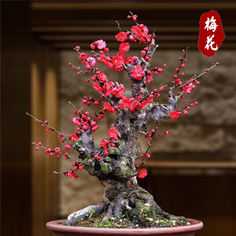 耐寒原生梅花老桩盆景盆栽花卉室内可开花植物