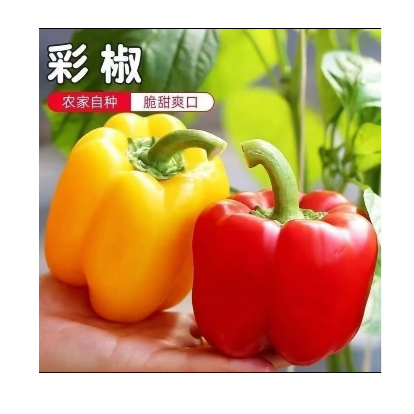 新疆新鲜彩椒五彩柿子椒辣椒不辣灯笼椒黄椒圆椒太空水果甜椒七彩