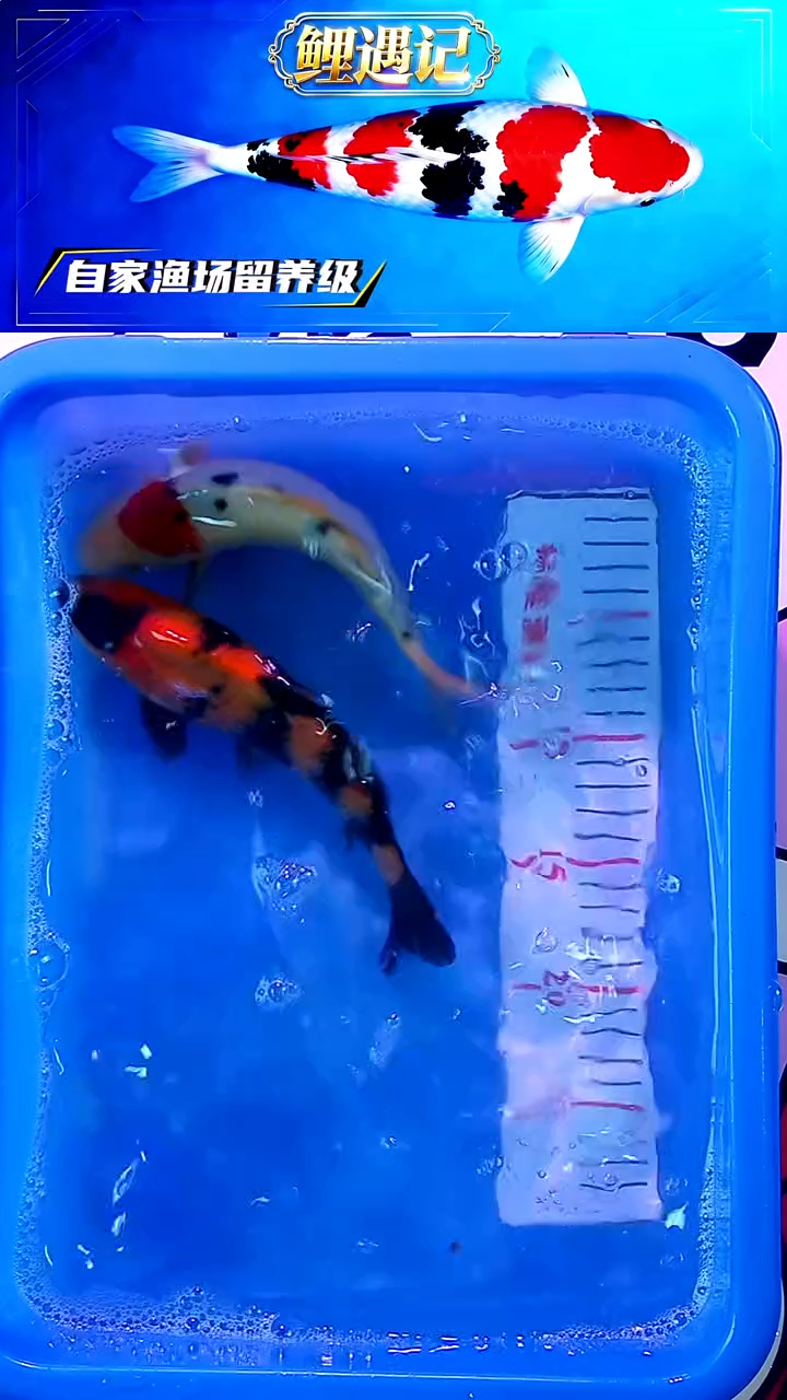 锦鲤12月23日锦鲤58
