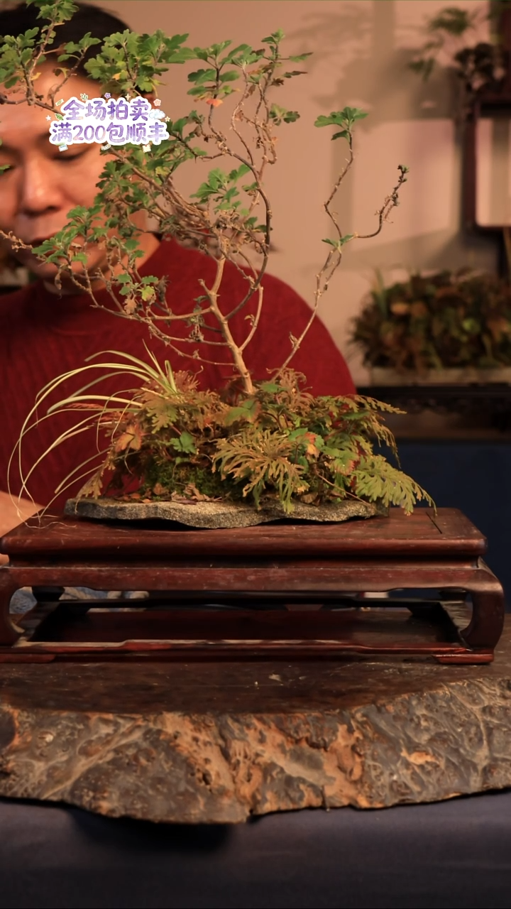 完全开放B23草本植物 不包邮