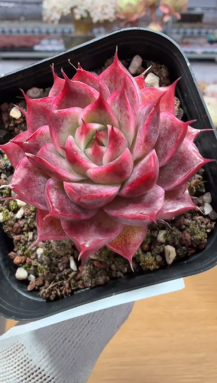 东云多肉园二店-01