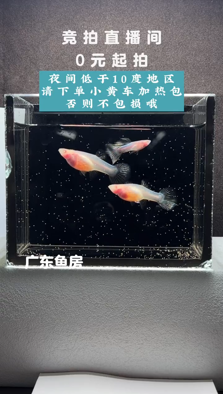 孔雀鱼粉红琉璃白子三只编号87