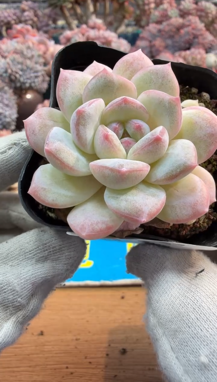 东云多肉园三号店-92