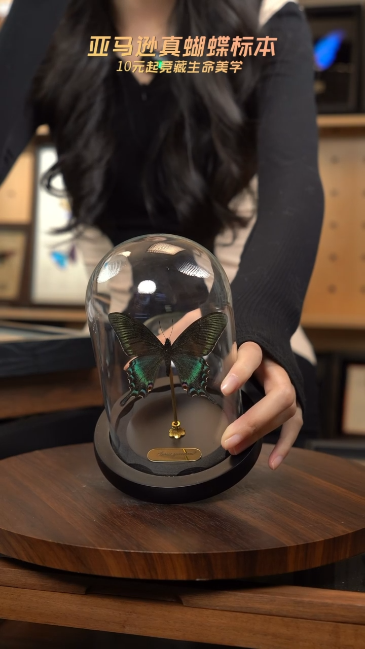 绿带翠凤蝶春型小号玻璃罩