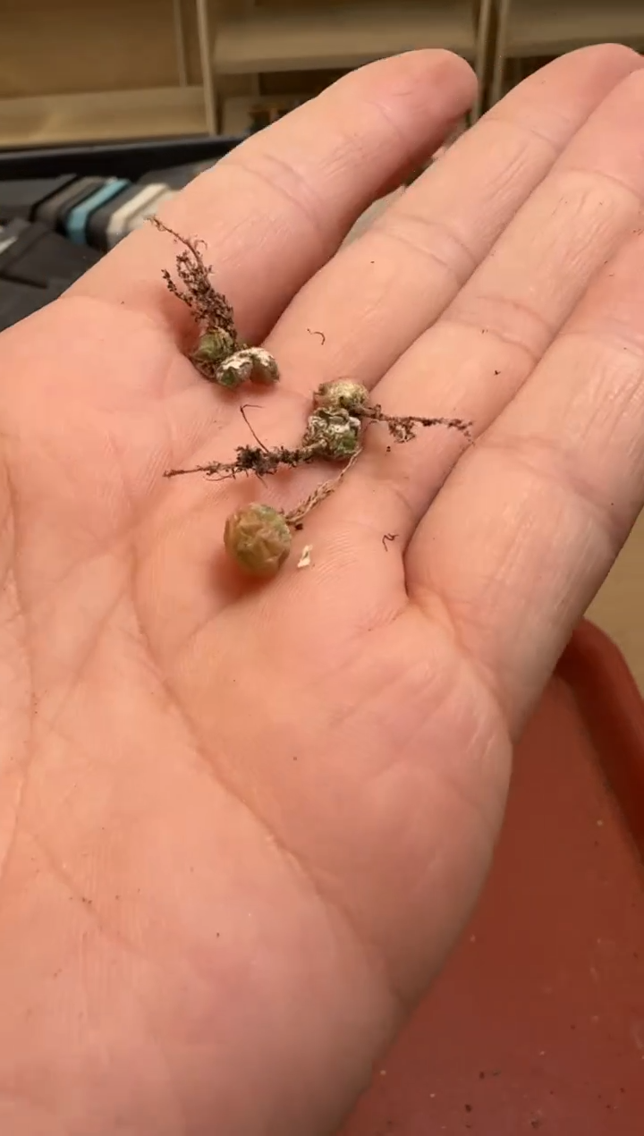 【闪购商品】13-136