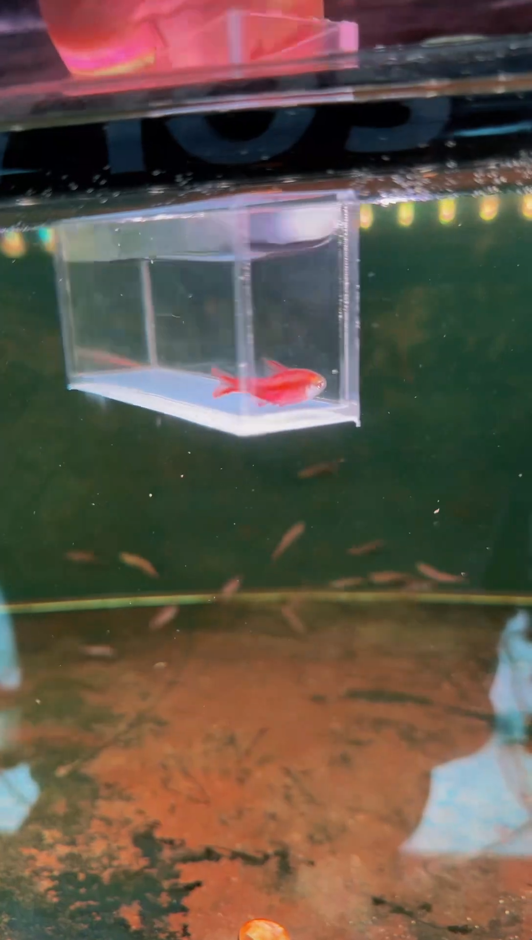 灯科鱼超级红魔鬼*1