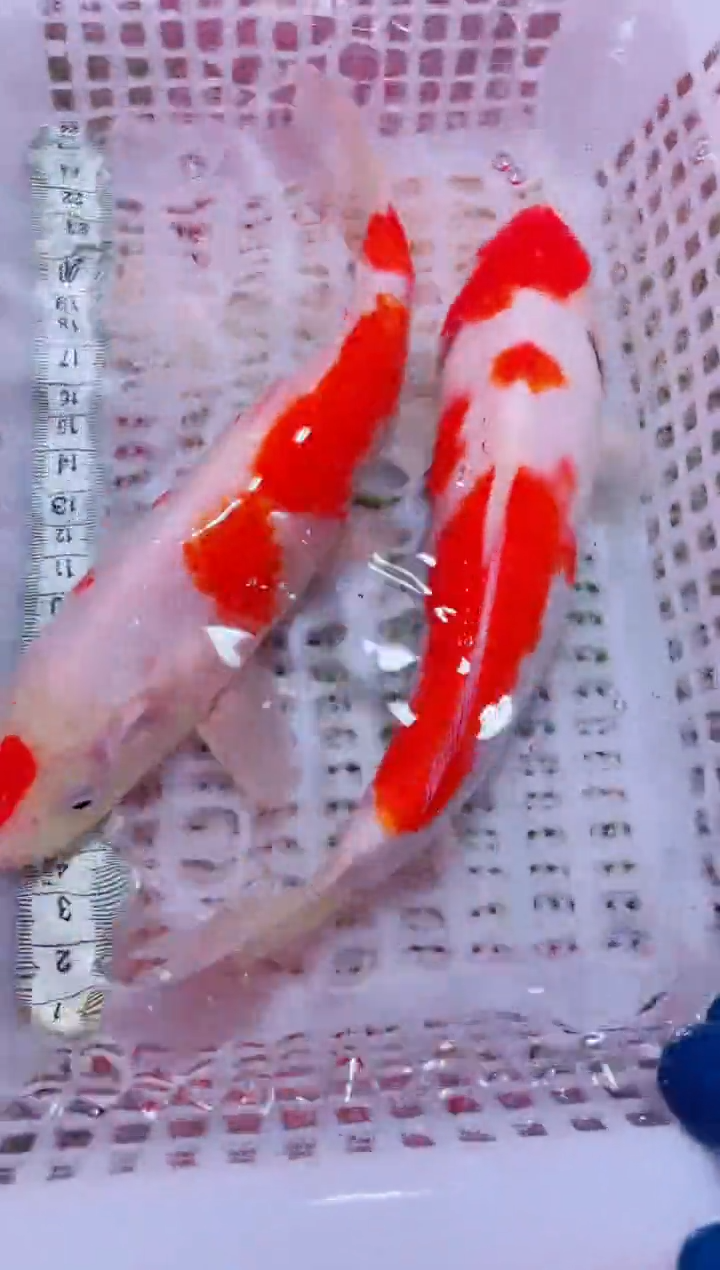 锦鲤血统锦鲤全场包邮103