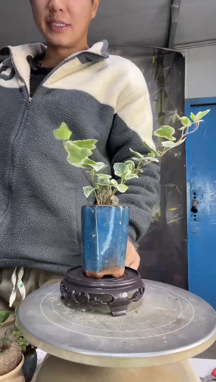 在*涯中青园艺一物一拍81