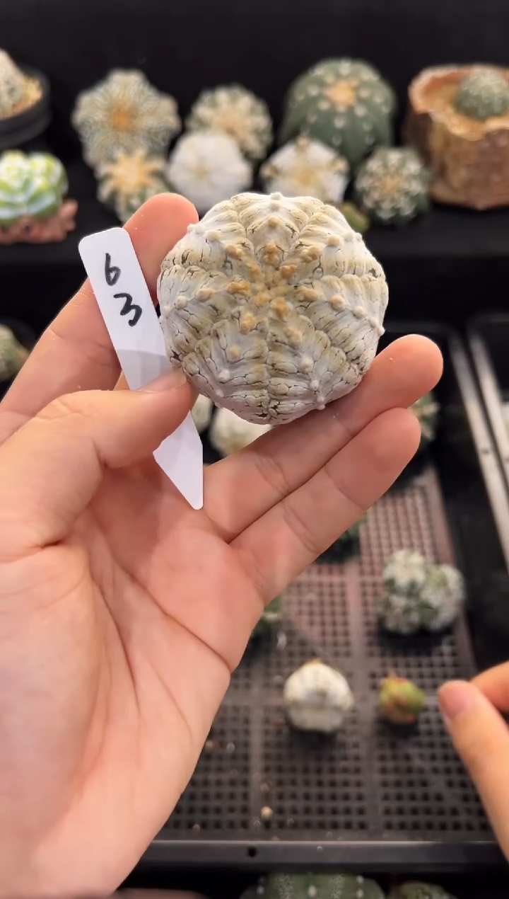 D****9千层V不含盆土实生小干疤编码63