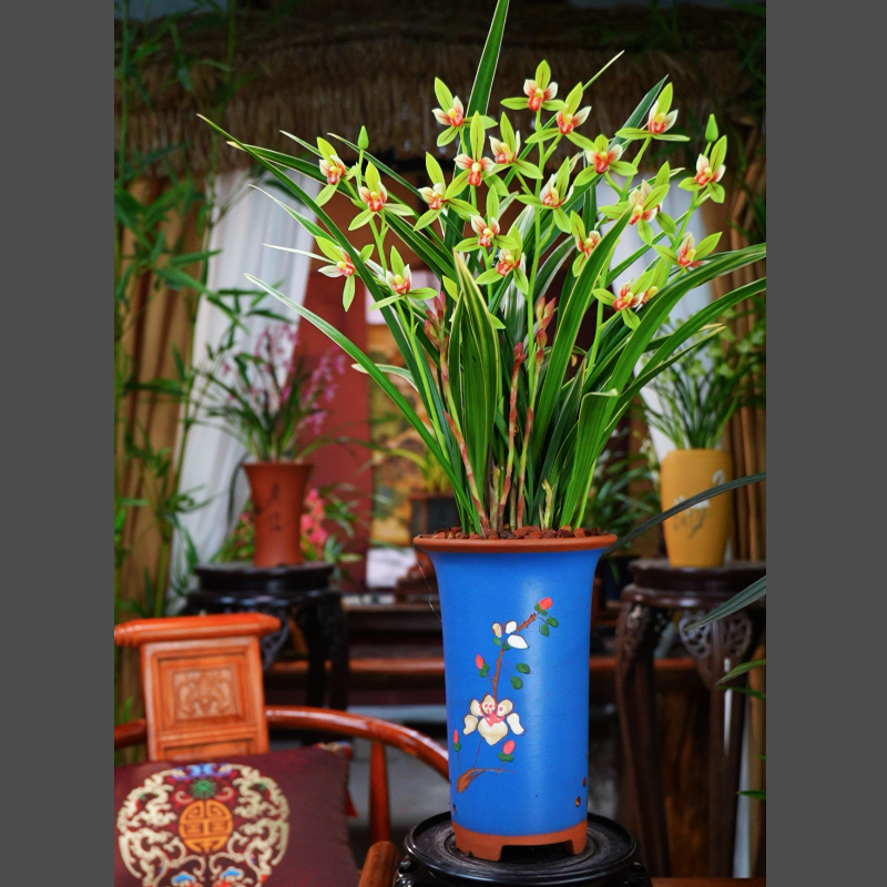 建兰带花苞【岭南双骄 5-8支花】配浅蓝紫砂盆种好 室内好养活兰花