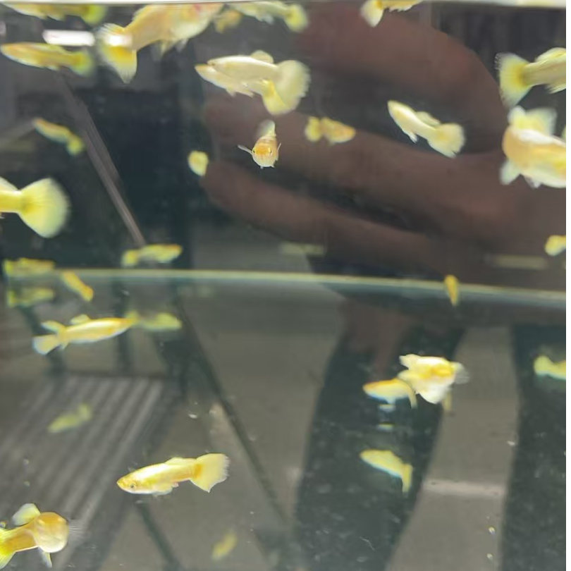 满麟黄金（入缸不包损）