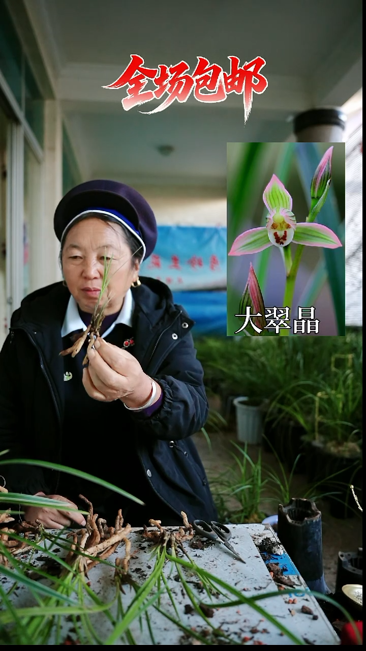 当前无花栽培后可以开花大翠晶