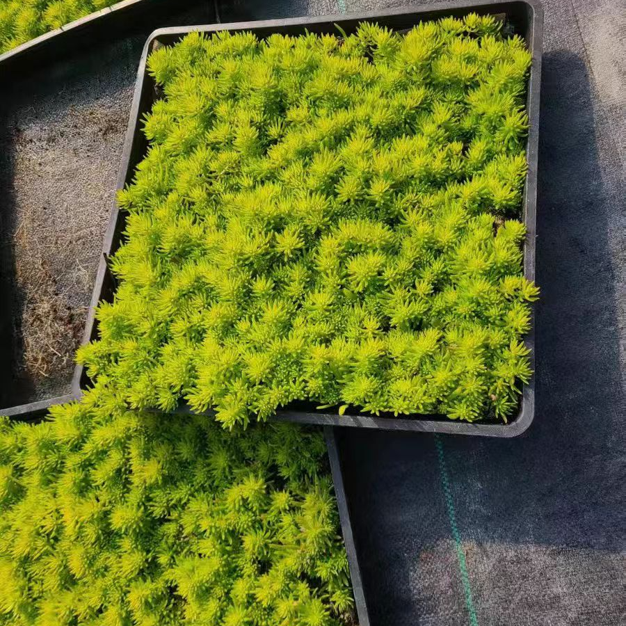 黄金佛甲草中华景天金沙曼过路黄匍匐地被植物耐寒庭院道路绿化
