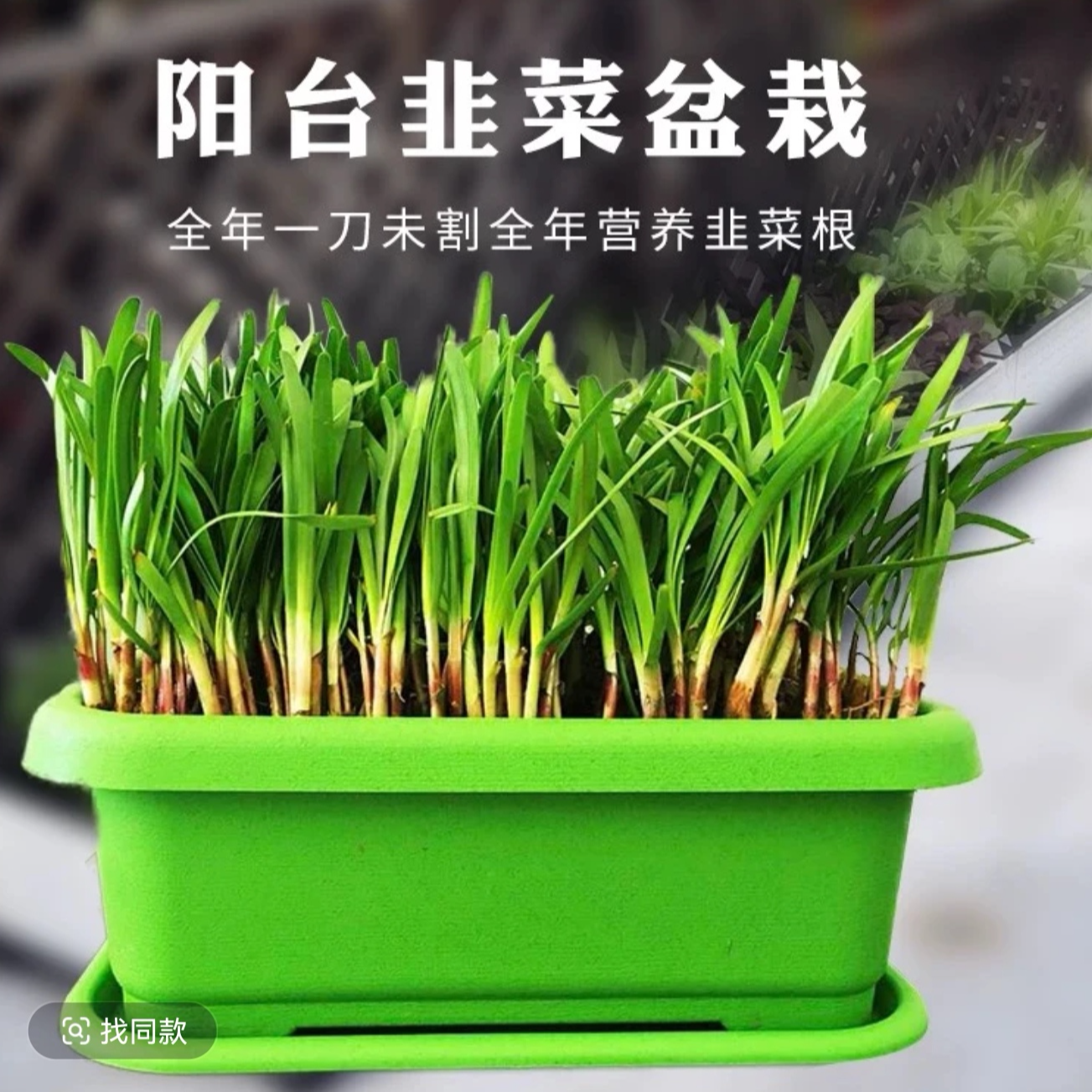 山东寿光盆栽韭菜带盆发货阳台小院种植韭菜根苗包邮
