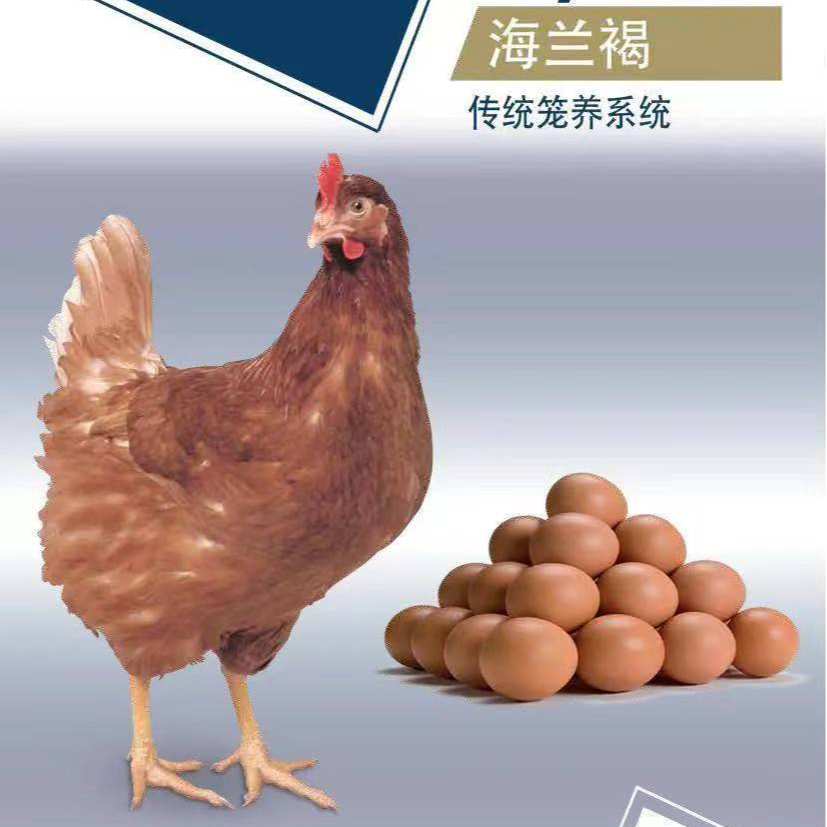 海兰褐产蛋王（1.5斤发货）