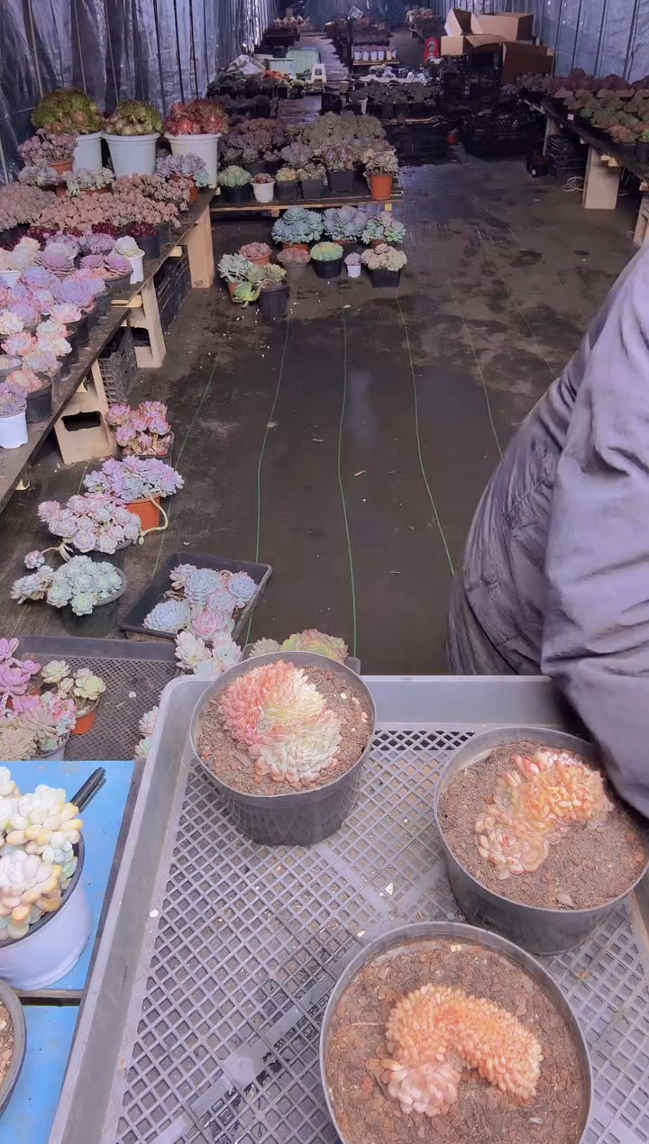 兰*015白胖子缀化一物一拍