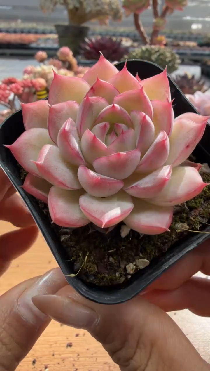 东云多肉园二店-198