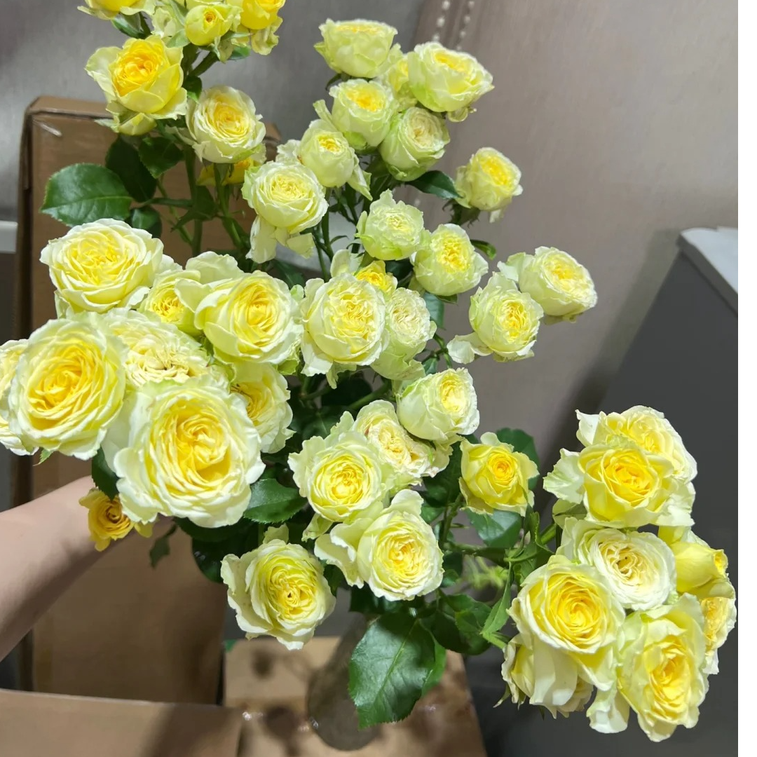 牛油果，多头玫瑰，1单冷链包邮，2单升级顺丰冷链，远的发德邦