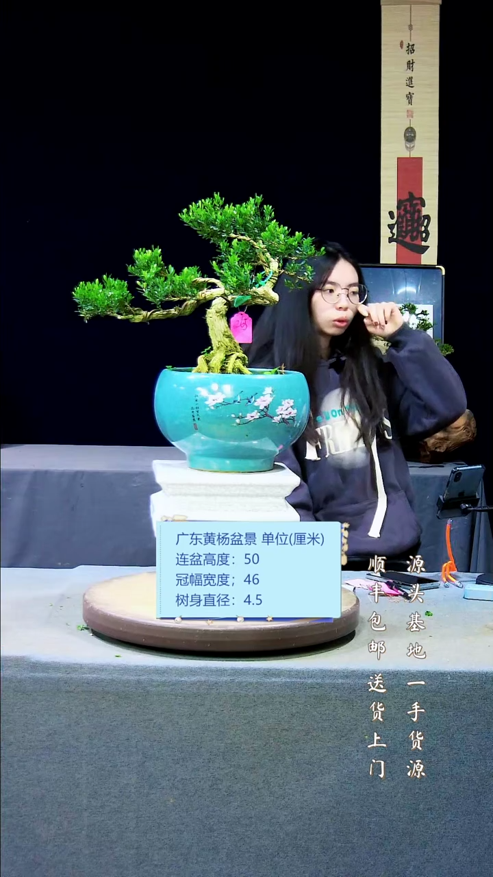 【闪购商品】黄杨盆景黄杨盆景