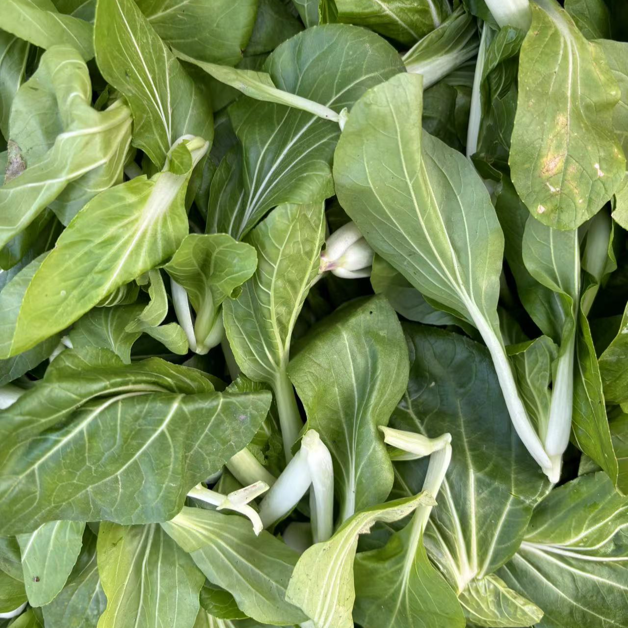 新鲜小白菜秧-农家自种 现摘现发