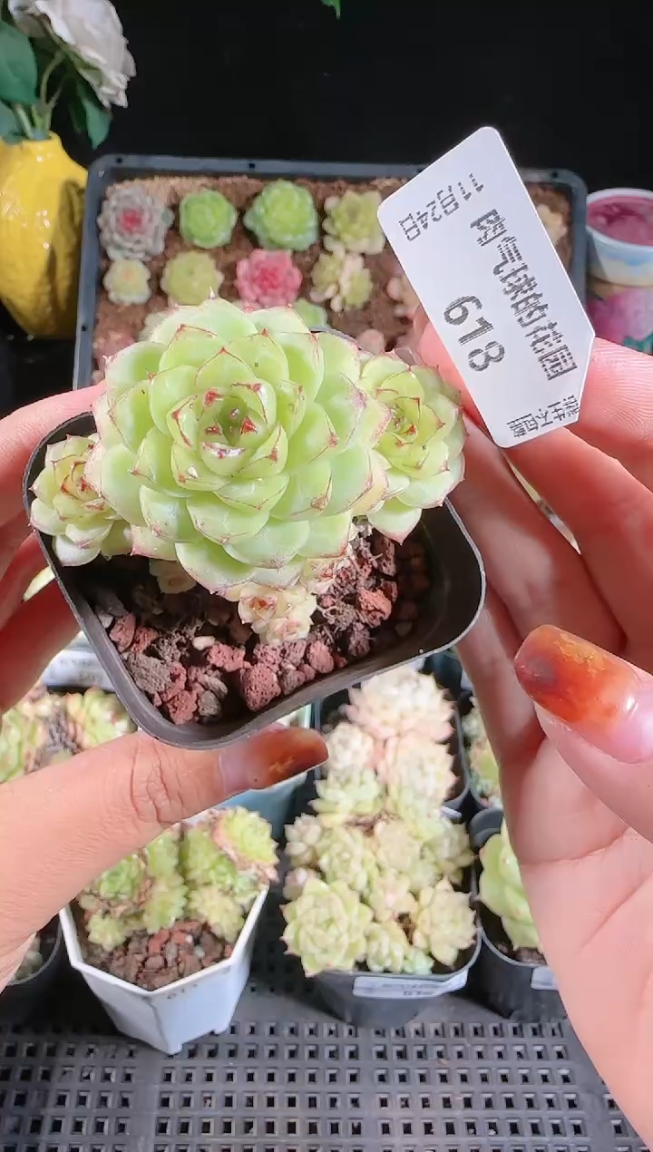 1124-618群生不包整