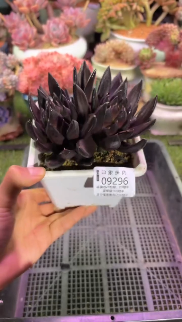 【闪购商品】09296