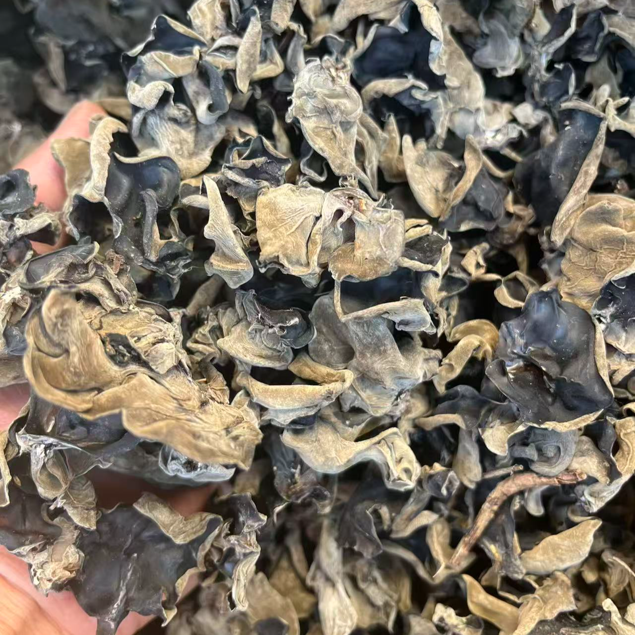 东北柞木段 木耳  秋木耳干货干净好吃