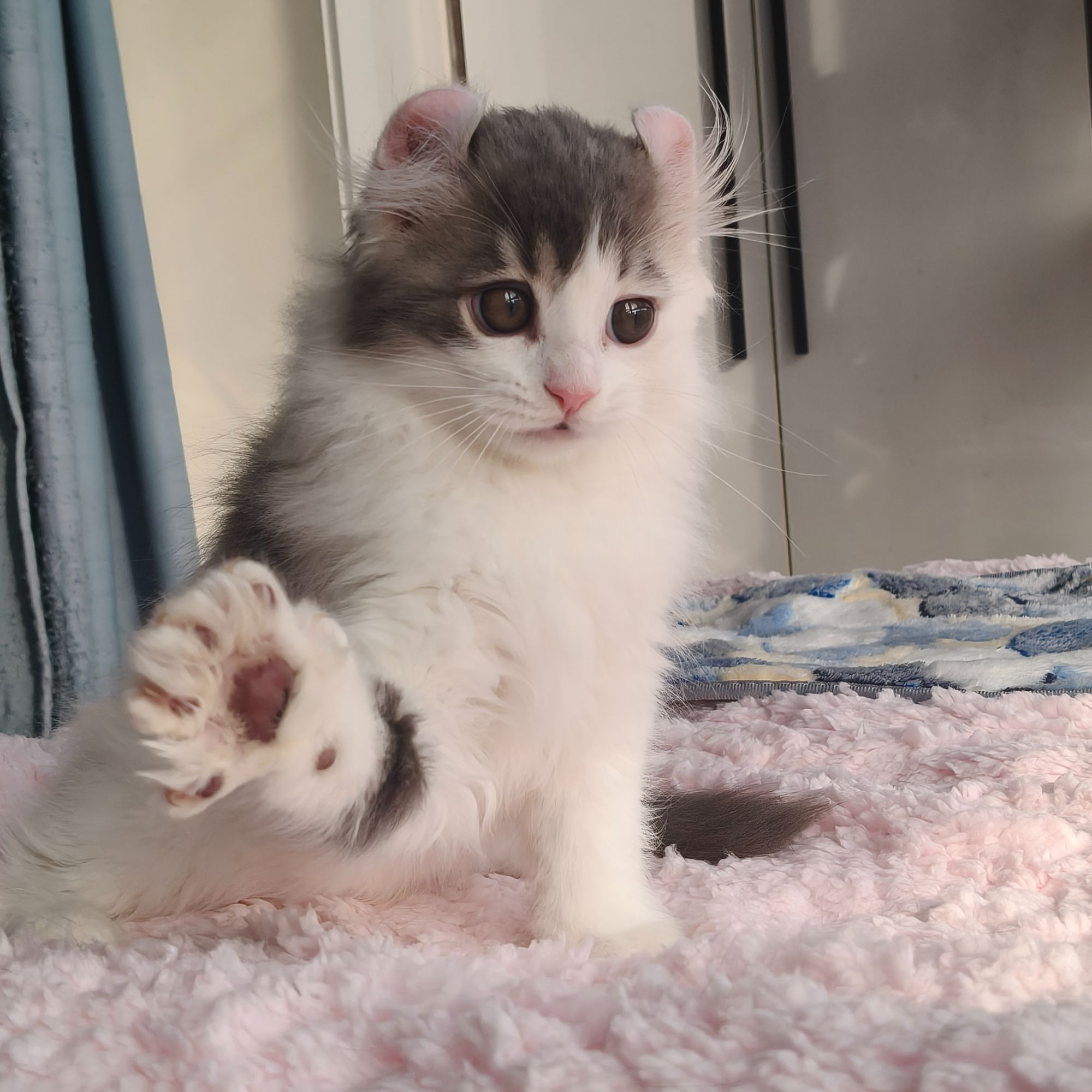 美国卷耳猫，小众精品猫