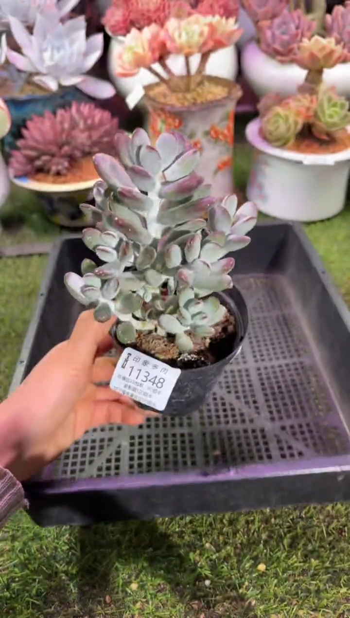 【闪购商品】11348