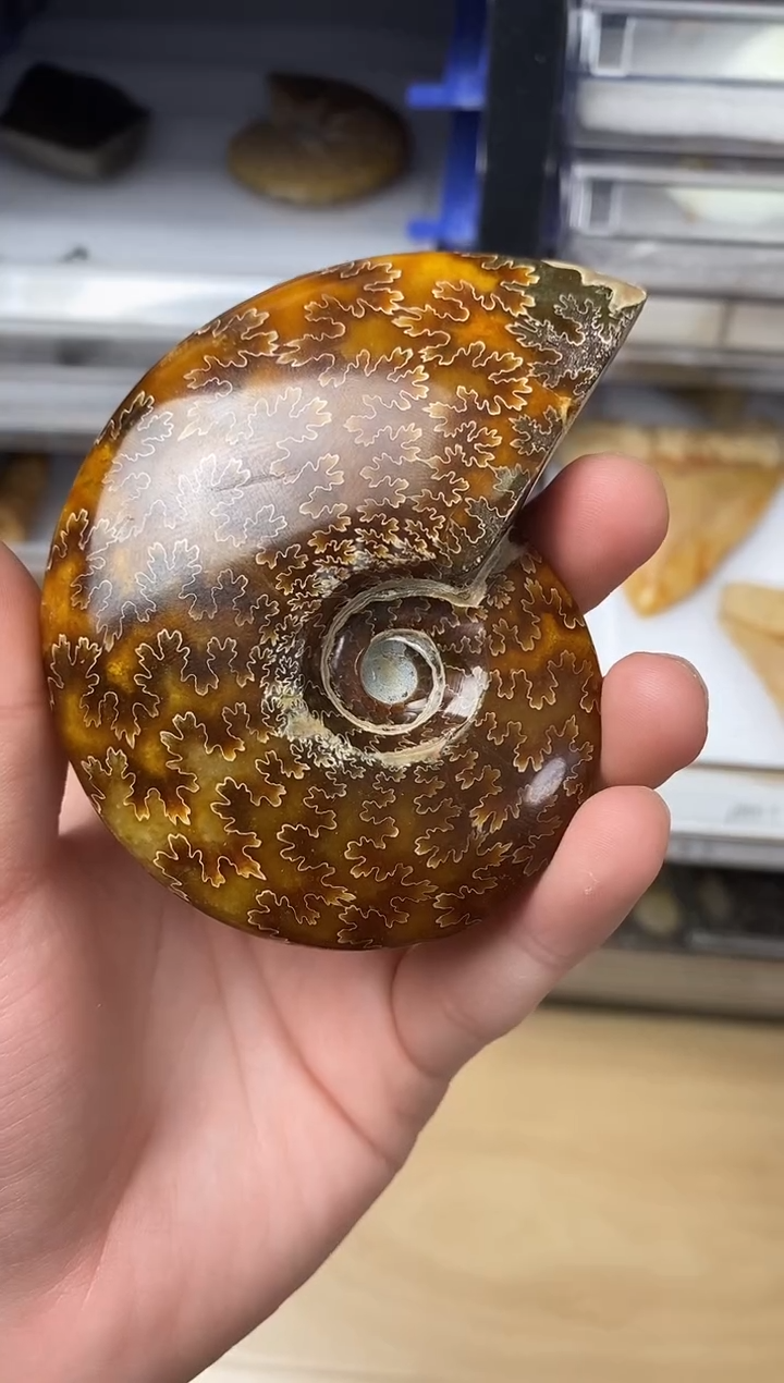 乐**世精美摆件创意礼物家居配饰新年礼物个人收藏