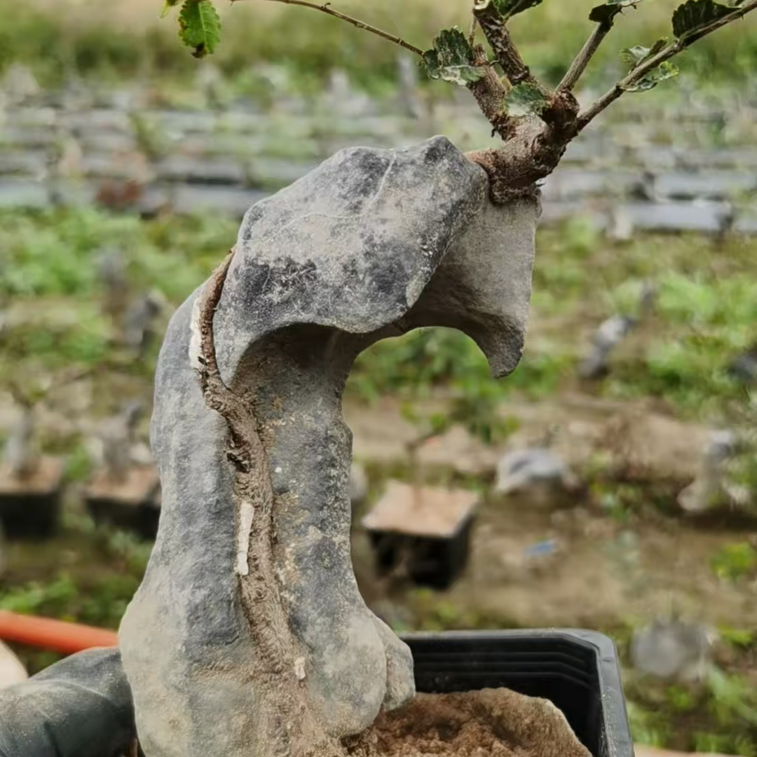 附石小叶榔榆三角枫盆景直播一物一拍