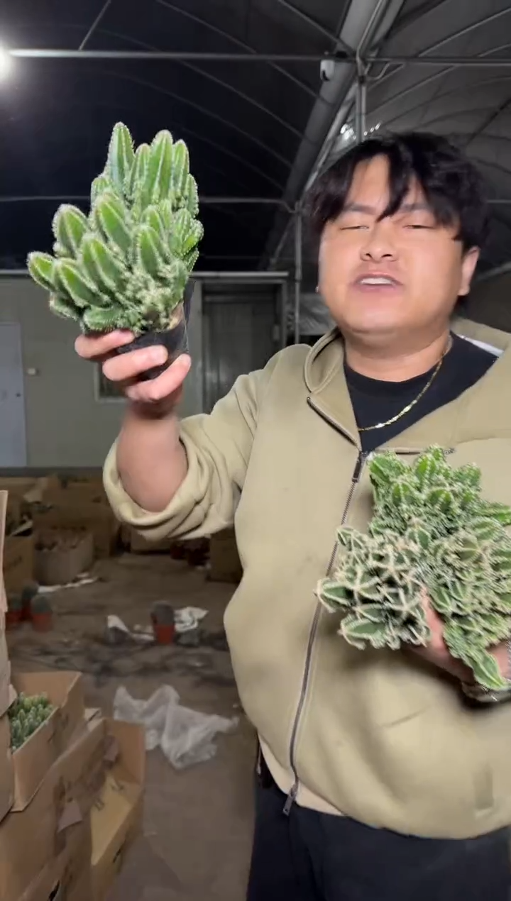 5颗 大本 万重山 群生【带根】