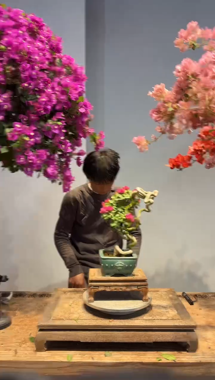 以实际为准三角梅17