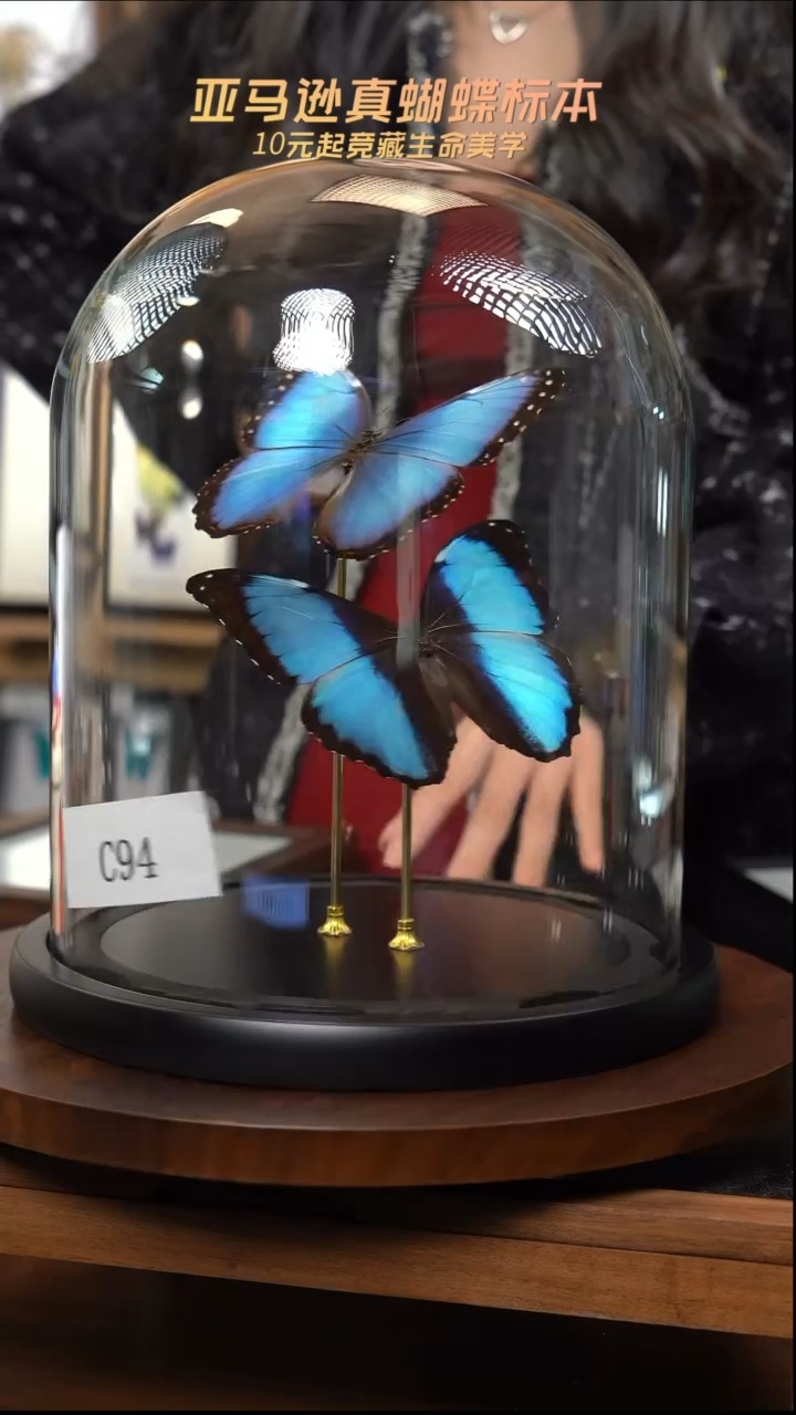 蝴蝶标本摆件竞拍c94