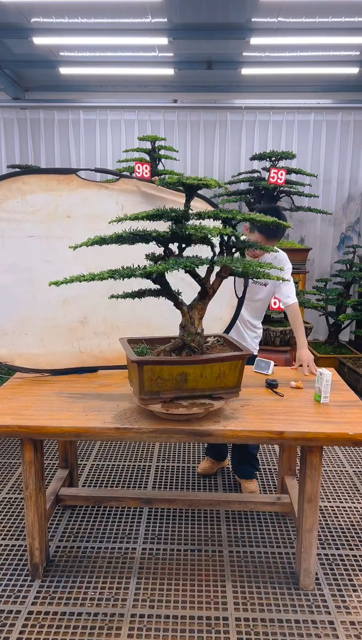 无花朵精品盆景直播间一物一拍