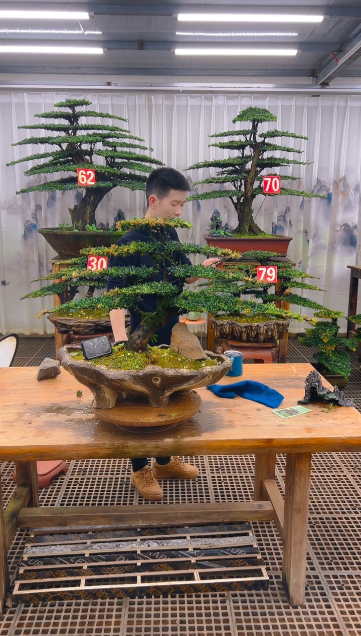 无花朵精品盆景直播间一物一拍