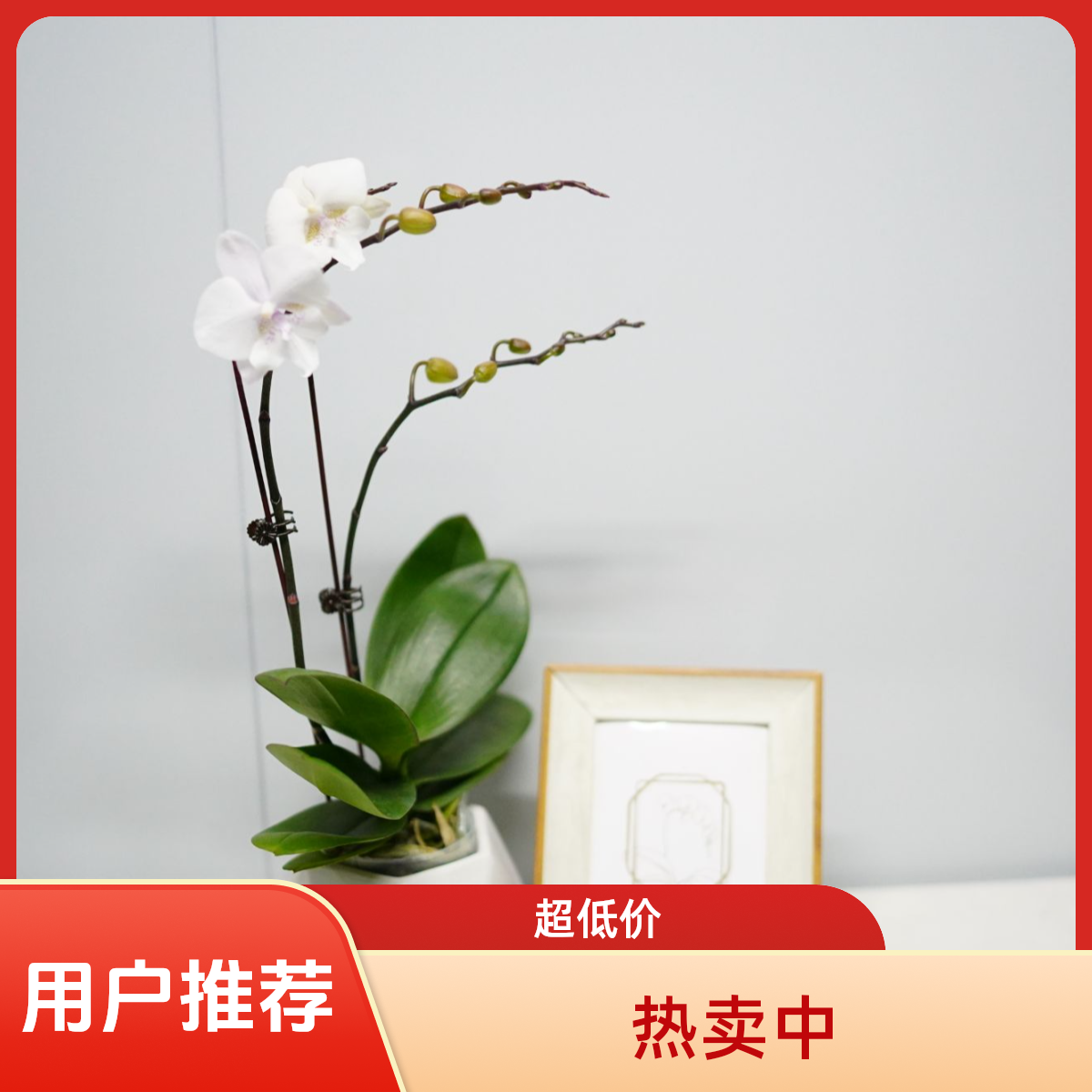 朝暮里蝴蝶兰（雪花）3.0寸带花带花苞开花珠发货