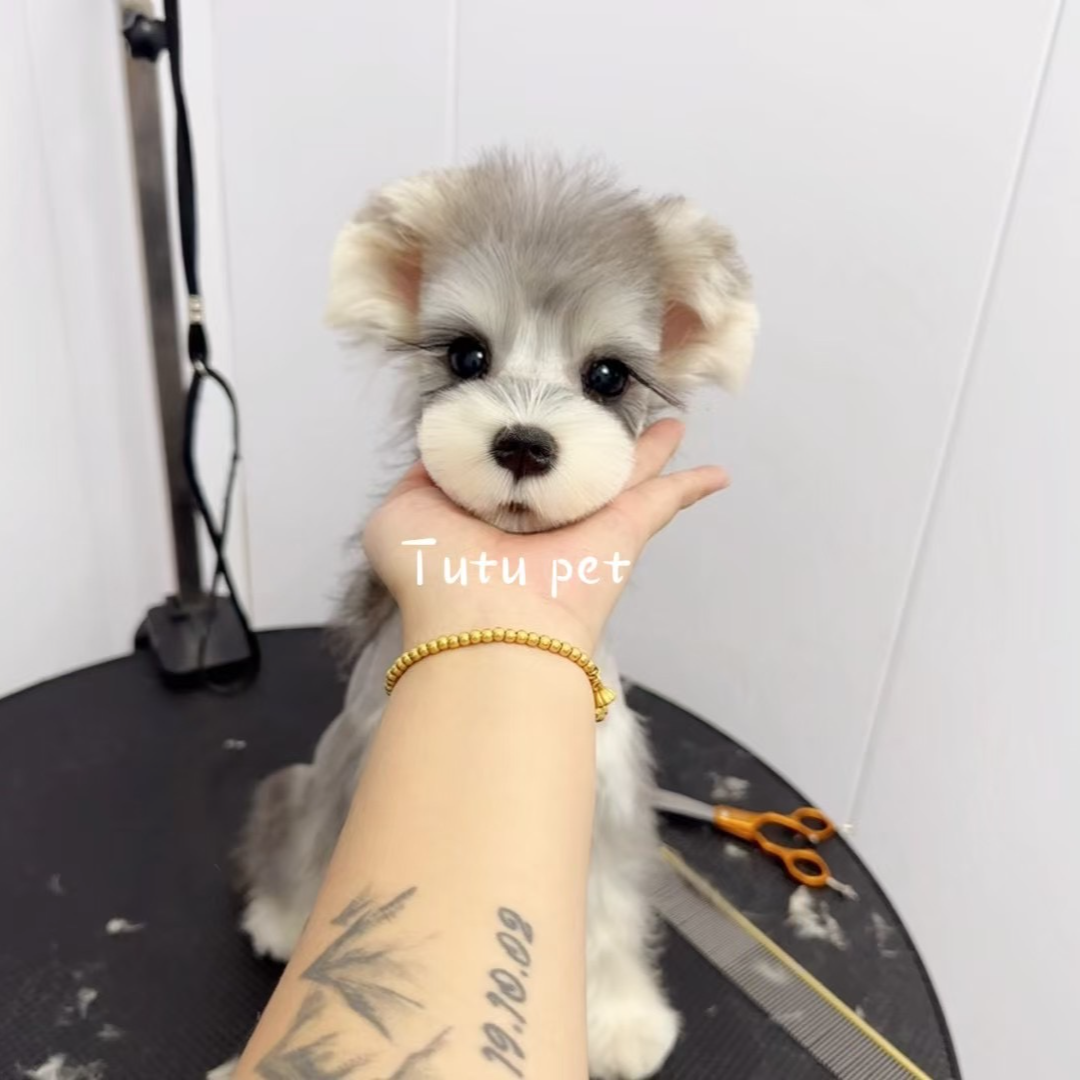 宠物活体直播间通用链接拍前请咨询