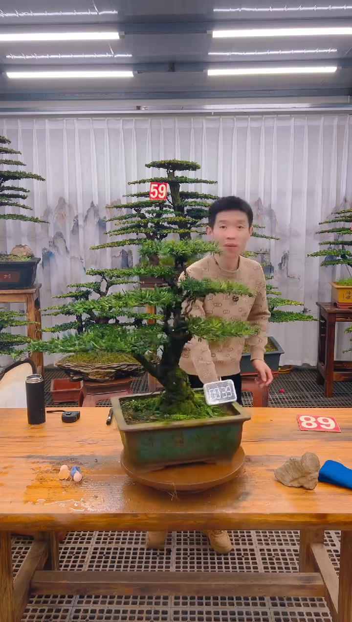 【闪购商品】紫砂精品盆景直播间一物一拍