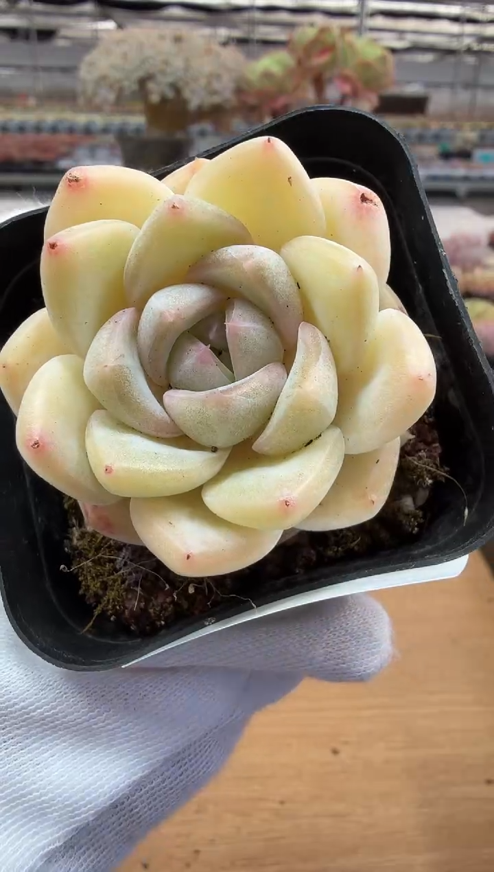 东云多肉园二店-203