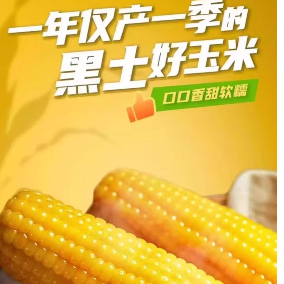 东北黄糯玉米真空包装整箱10根TF