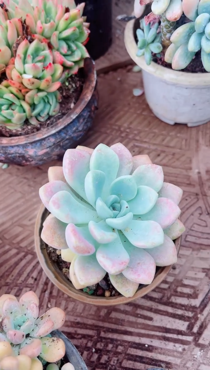 01191多肉植物一物一拍